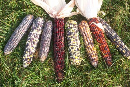 GMOs gene editing biodiversity mais corn